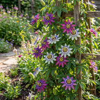 Mix Passiflora Flower seeds for Planting - Fragrant Blossoms, Heirloom & GMO Free Seeds for Home Garden