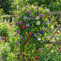Mix Passiflora Flower seeds for Planting - Fragrant Blossoms, Heirloom & GMO Free Seeds for Home Garden