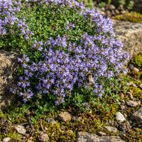 Blue Nemesia Flower seeds for Planting Pollinator Friendly Heirloom & GMO Free Seeds for Home Garden 
 
 Sale