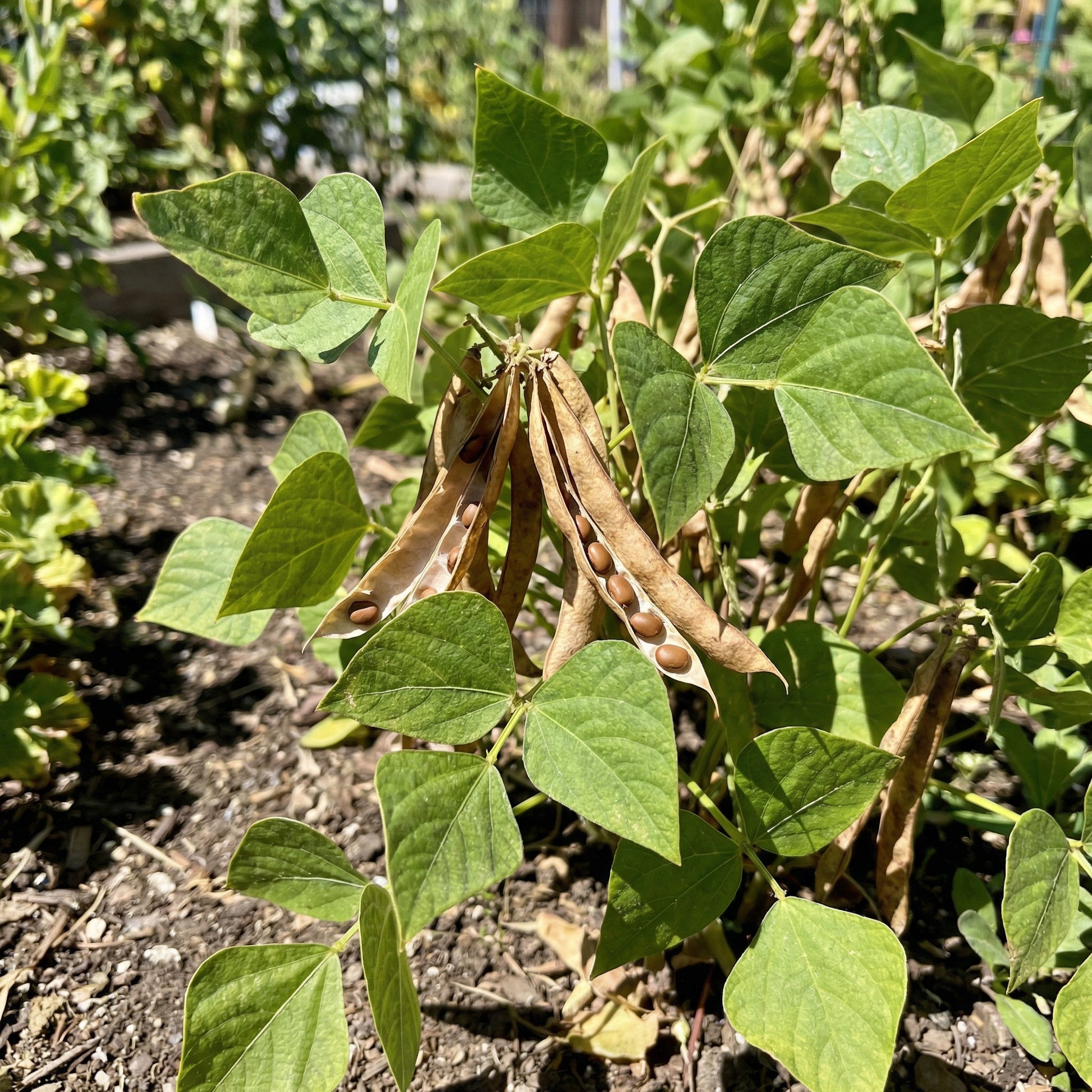 Brown Tepary Bean Seeds for Planting - Heirloom, Non-GMO, Organic Garden Seeds, High Germination