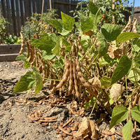 Phaseolus acutifolius Brown Tepary Bean for Home Garden