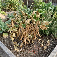 Brown Tepary Bean Seeds for Home Garden and Traditional Growing
