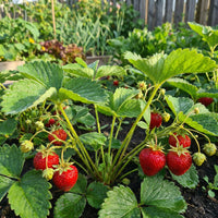 Albion Strawberry Fruit Seeds for Planting – High-Yield, Sweet Berries, Heirloom, High Germination, Non-GMO Organic Garden Seeds