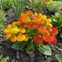 Red Yellow Calceolaria Flower seeds for Planting - Drought Tolerant, Heirloom & GMO Free Seeds for Home Garden