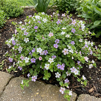 White Bacopa Utopia Flower seeds for Planting - Vibrant Colors, Heirloom & GMO Free Seeds for Home Garden