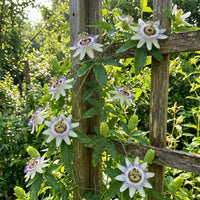 White Passiflora Biflora Flower seeds for Planting - Shade Tolerant, Heirloom & GMO Free Seeds for Home Garden