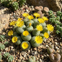 Conophytum Bilobum Cactus Seeds for Planting - Wildflower Mix, Heirloom & GMO Free Seeds for Home Garden