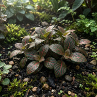 Mix Fittonia Nerve Flower seeds for Planting Cut Flower Favorite Heirloom & GMO Free Seeds for Home Garden 
 
 Sale