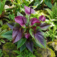 Exotic Anthurium Flower Seeds for Planting | Grow Stunning Tropical Blooms