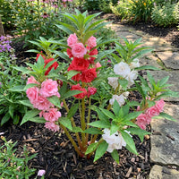 Colorful Balsam Flower Planting Seeds  Easy Spring Garden Annuals