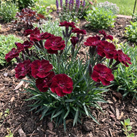 Maroon William Dianthus Flower seeds for Planting - Premium Quality, Heirloom & GMO Free Seeds for Home Garden