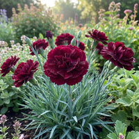 Maroon Dianthus Flower seeds for Planting - Seasonal Bloomer, Heirloom & GMO Free Seeds for Home Garden