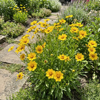 Yellow Coreopsis Lance Flower seeds for Planting Fragrant Blossoms Heirloom & GMO Free Seeds for Home Garden
 
 Sale