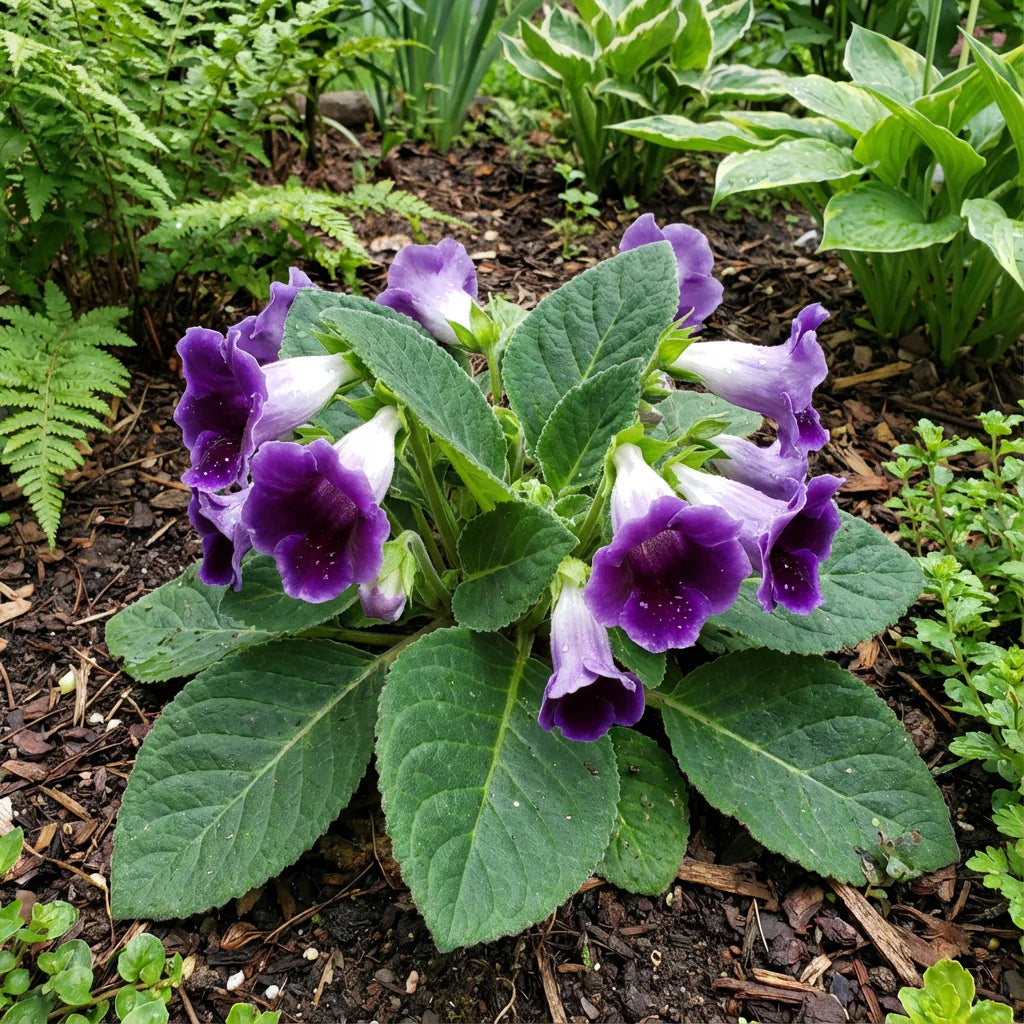 Violet Gloxinia Flower seeds for Planting Wildflower Mix Heirloom & GMO Free Seeds for Home Garden
 
 Sale
