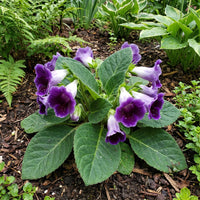 Violet Gloxinia Flower seeds for Planting Wildflower Mix Heirloom & GMO Free Seeds for Home Garden
 
 Sale