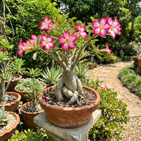 Bonsai Flower seeds for Planting Garden Favorite Heirloom & GMO Free Seeds for Home Garden