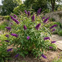 Heirloom Buddleia Flower seeds for Planting Perfect for Borders Heirloom & GMO Free Seeds for Home Garden