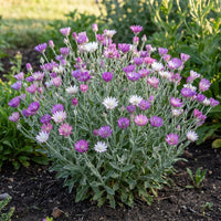 Xeranthemum Annum Flower Seeds for Easy Planting