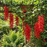 Red Strongylodon Flower Seeds Planting  Seeds for Thriving and Vibrant Garden Displays