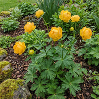 Trollius Flower seeds for Planting - Premium Quality, Heirloom & GMO Free Seeds for Home Garden