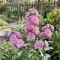 Light Pink Matthiola Incana Flower seeds for Planting Vibrant Colors Heirloom & GMO Free Seeds for Home Garden 
 
 Sale