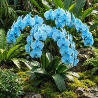 Sky Blue Phalaenopsis Orchid Flower Seeds for Planting Pollinator Friendly Heirloom & GMO Free Seeds for Home Garden
 
 Sale