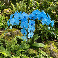 Orchid Flower Planting Seeds for Vibrant Blooms