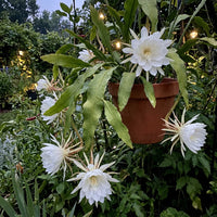 White Epiphyllum Oxypetalum Flower seeds for Planting Wildflower Mix Heirloom & GMO Free Seeds for Home Garden