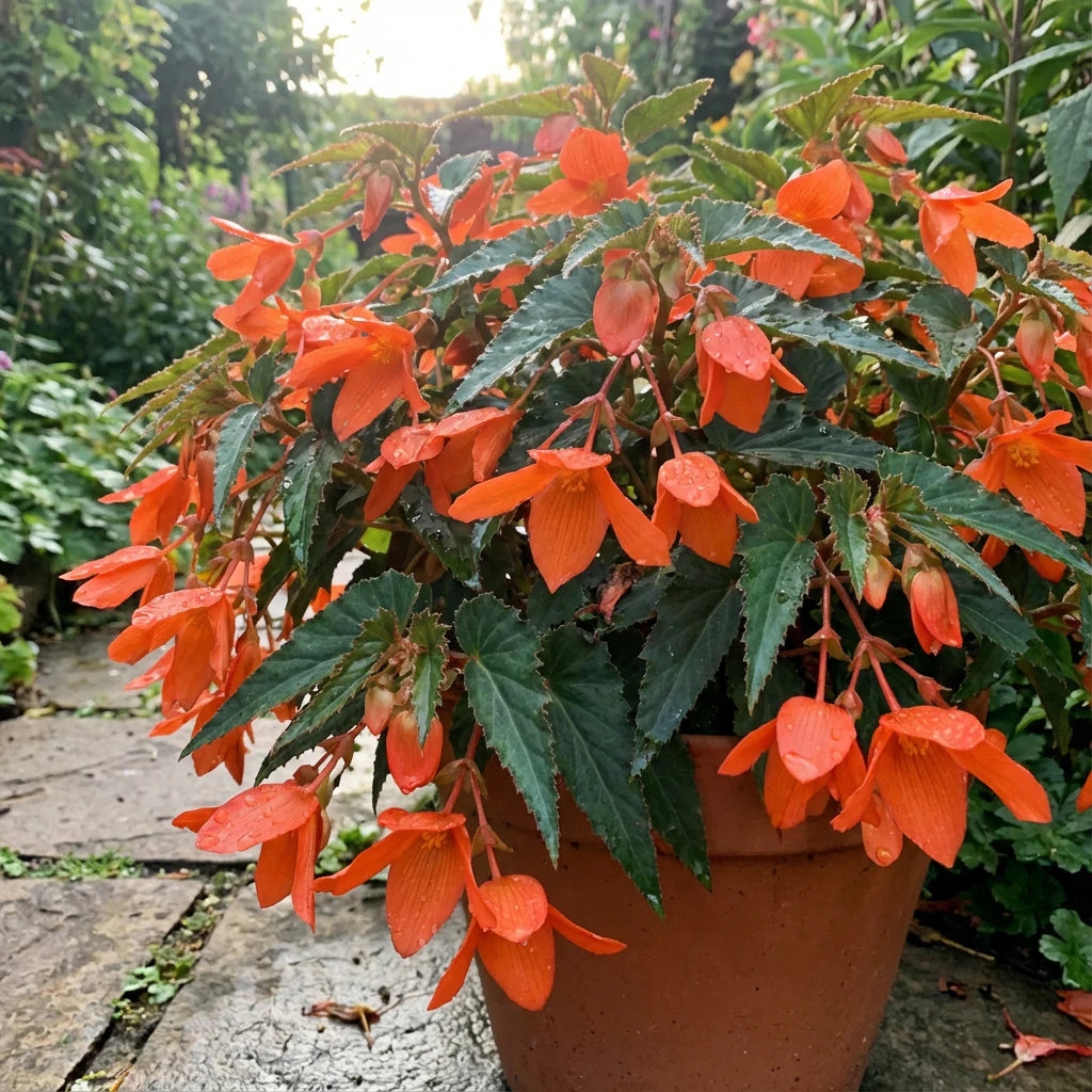 Orange Bossa Nova Flower seeds for Planting - Pollinator Friendly, Heirloom & GMO Free Seeds for Home Garden