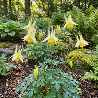 Akelei Yellow Flower Seeds for Planting , Premium Quality Seeds