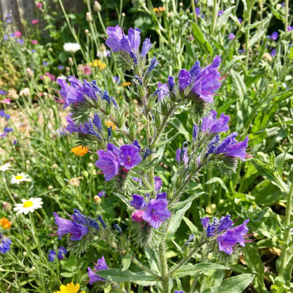 Purple Pattersons Curse Flower Seeds for Easy Planting