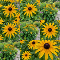 Rudbeckia Fulgida Flower Seeds for Planting  Brighten Your Garden with Perennial Blooms