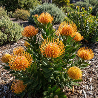 Leucospermum Flower seeds for Planting - Fragrant Blossoms, Heirloom & GMO Free Seeds for Home Garden