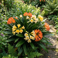 Lily Mix Clivia Flower Seeds for Planting - Colorful and Hardy Blooms