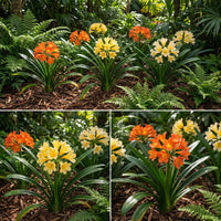 Lily Mix Clivia Flower Seeds for Planting - Colorful and Hardy Blooms