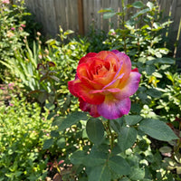 Mixed Rose Rare Bonsai Rainbow Flower Seeds for Planting  Vibrant Colorful Bonsai Seeds for Your Garden