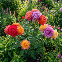 Mixed Rose Rainbow Bonsai seeds for Planting - Low Maintenance, Heirloom & GMO Free Seeds for Home Garden