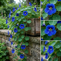 Blue Nasturtium Flower Seeds for Garden Low Maintenance Heirloom & GMO Free Seeds for Home Garden
 
 Sale