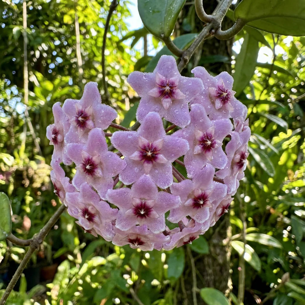 Light Violet Hoya Carnosa Flower Seeds for Planting Bright Blooms Heirloom & GMO Free Seeds for Home Garden
 
 Sale