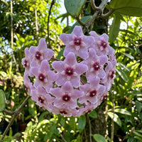 Light Violet Hoya Carnosa Flower Seeds for Planting Bright Blooms Heirloom & GMO Free Seeds for Home Garden
 
 Sale