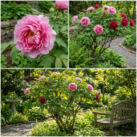 Suffruticosa Flower seeds for Planting Compact Growth Heirloom & GMO Free Seeds for Home Garden