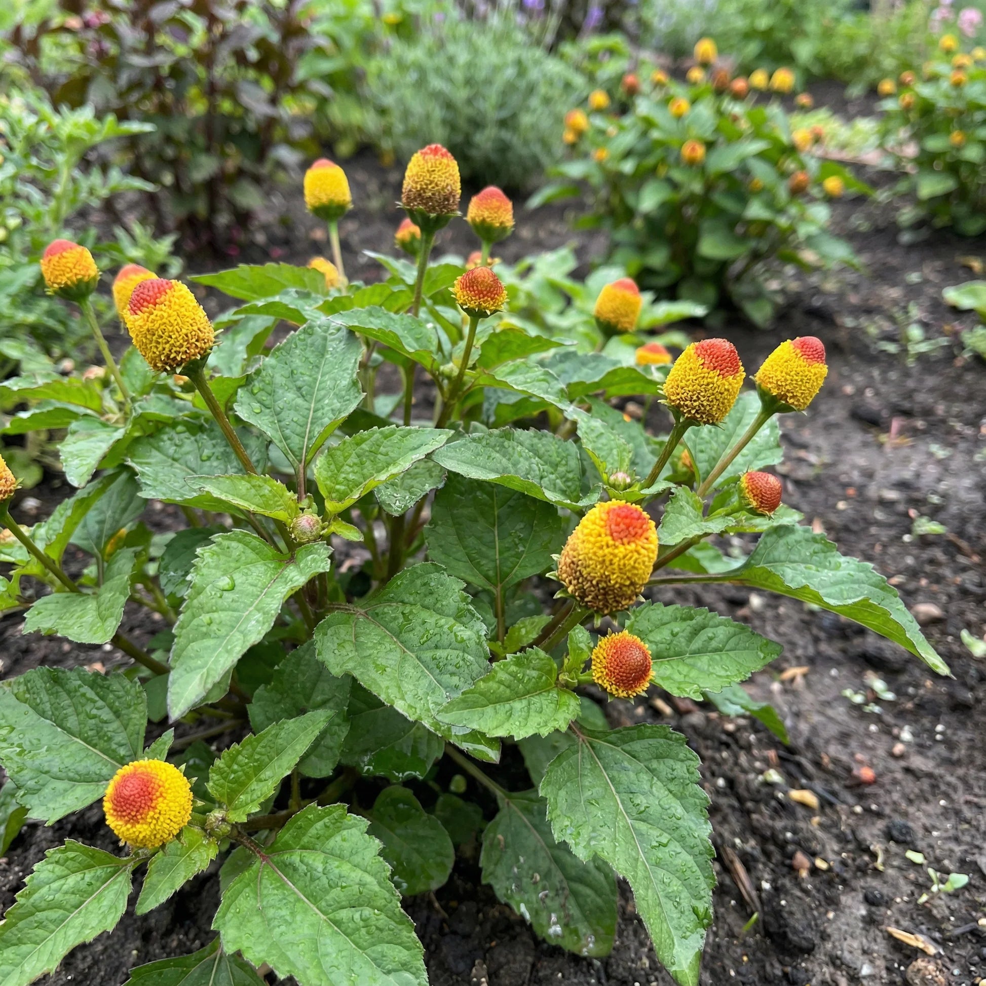Yellow Red Spilanthes Acmella Flower seeds for Planting - Sun Loving, Heirloom & GMO Free Seeds for Home Garden