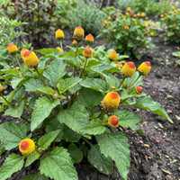 Yellow Toothache Flower seeds for Planting - Pollinator Friendly, Heirloom & GMO Free Seeds for Home Garden