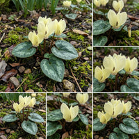 Light Yellow Cyclamen Flower seeds for Planting - Cut Flower Favorite, Heirloom & GMO Free Seeds for Home Garden
