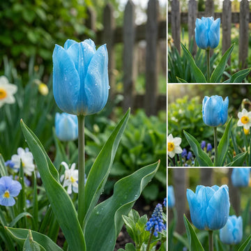 Sky Blue Tulip Flower Seeds for Planting – Hardy Variety Heirloom & GMO Free Seeds for Home Garden
 
 Sale