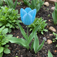Sky Blue Tulip Flower Seeds for Planting – Hardy Variety Heirloom & GMO Free Seeds for Home Garden
 
 Sale
