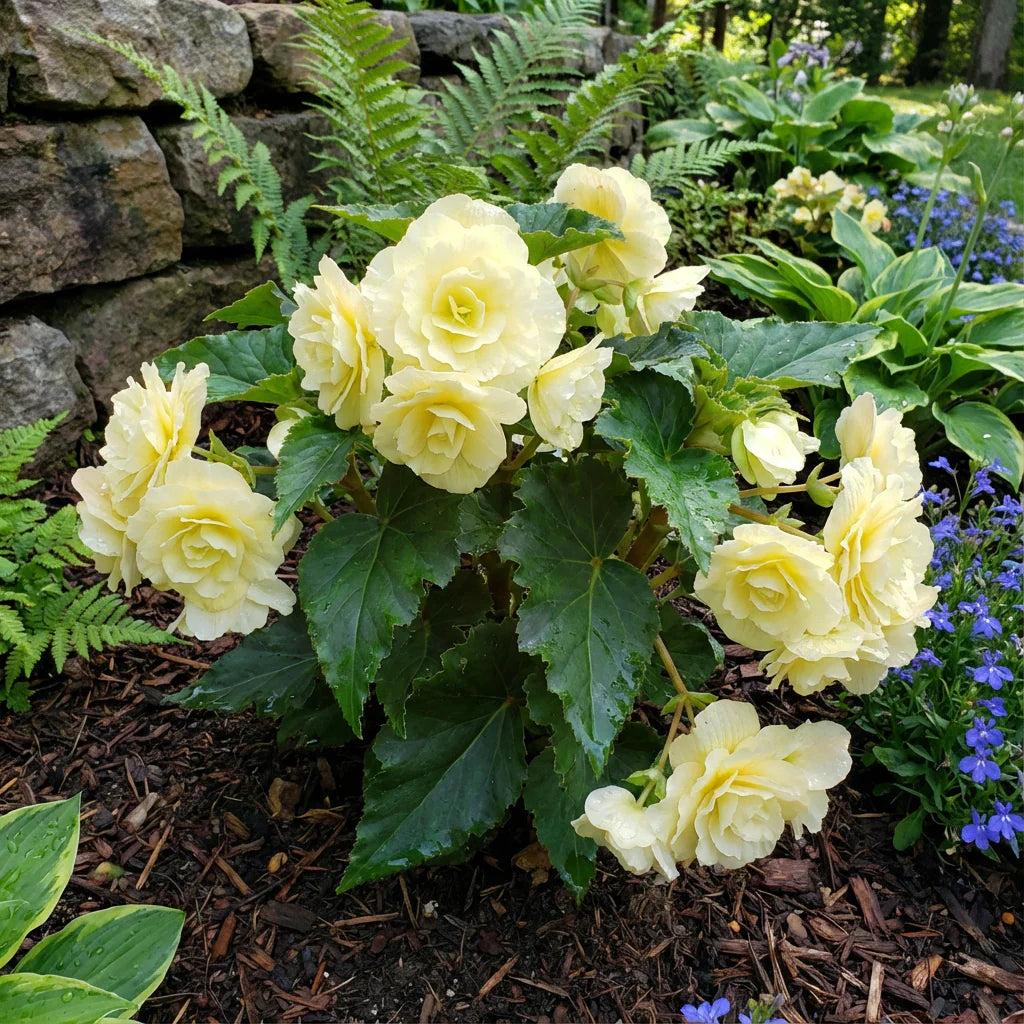 Light Yellow Succulent Flower Seeds for Planting Perfect for Borders Heirloom & GMO Free Seeds for Home Garden
 
 Sale