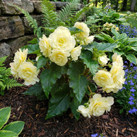 Light Yellow Succulent Flower Seeds for Planting Perfect for Borders Heirloom & GMO Free Seeds for Home Garden
 
 Sale