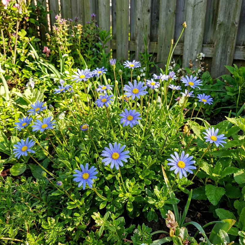 Blue Bellis Perennis Flower seeds for Planting - Hardy Variety, Heirloom & GMO Free Seeds for Home Garden