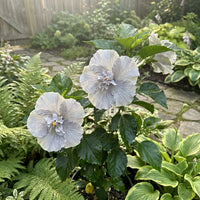 Light Grey Hibiscus Flower seeds for Planting Long Bloom Season Heirloom & GMO Free Seeds for Home Garden 
 
 Sale